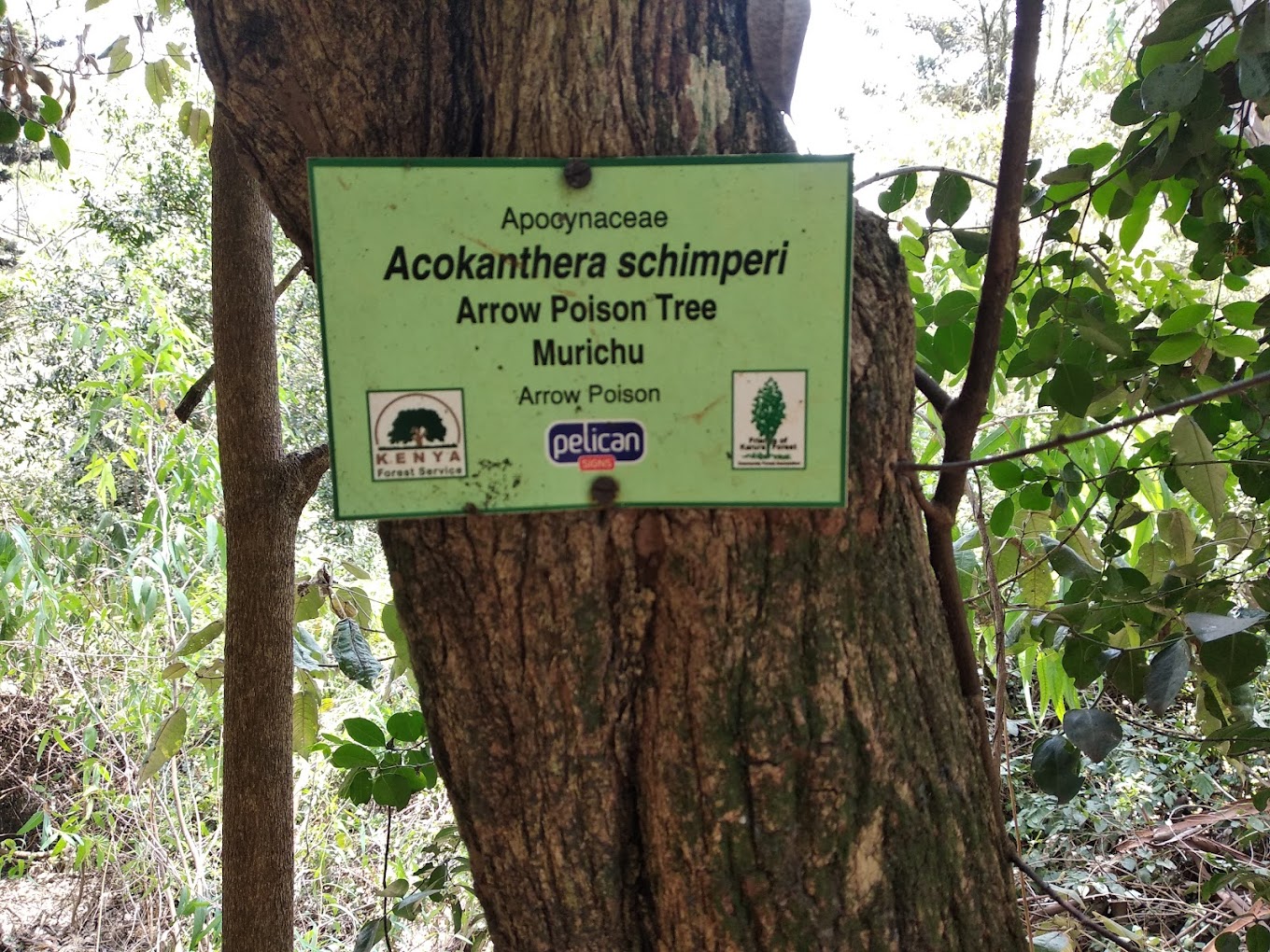 Karura Forest