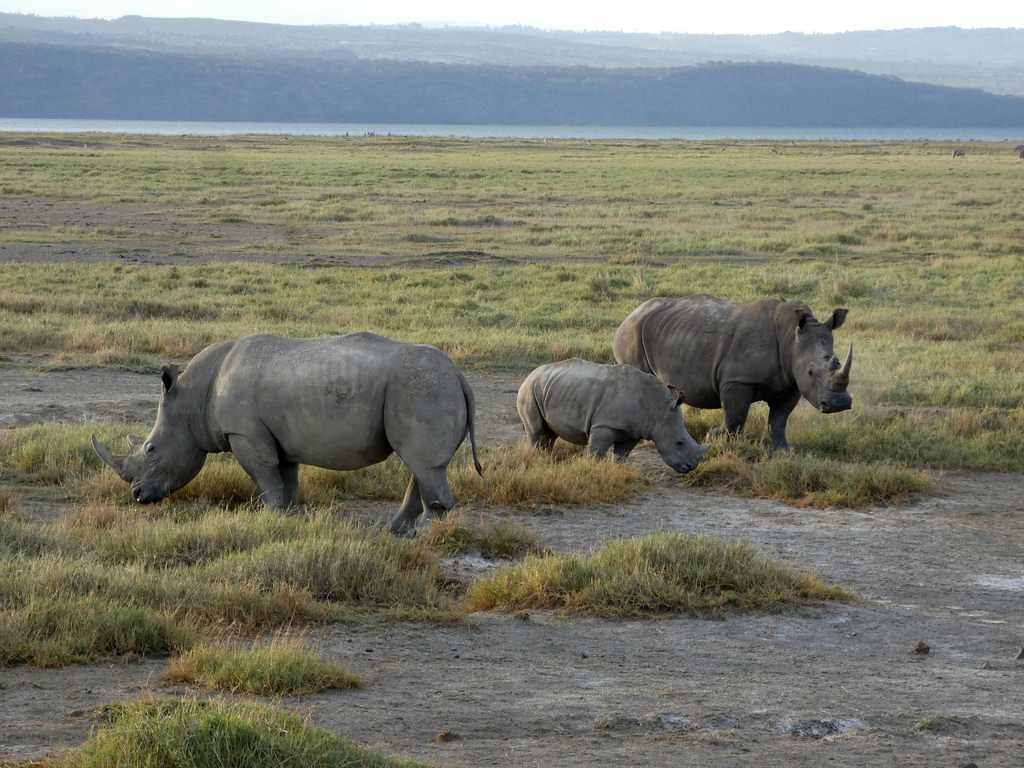Lake Nakuru Park