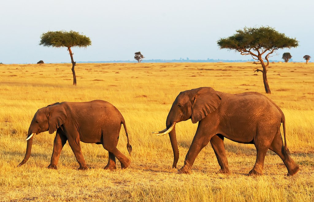 Masaai Mara National Reserve