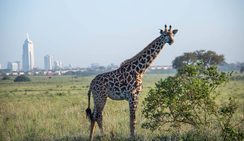 Nairobi National Park