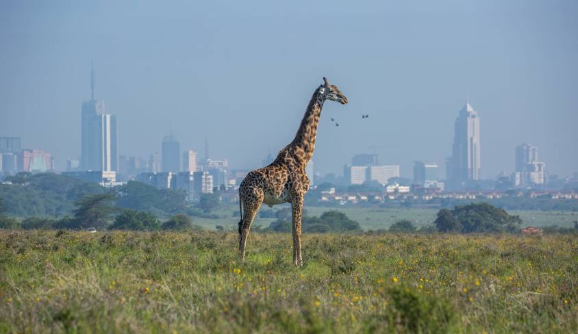Nairobi National Park