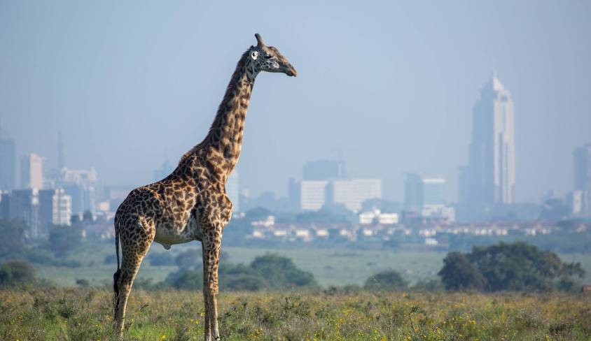 Nairobi National Park