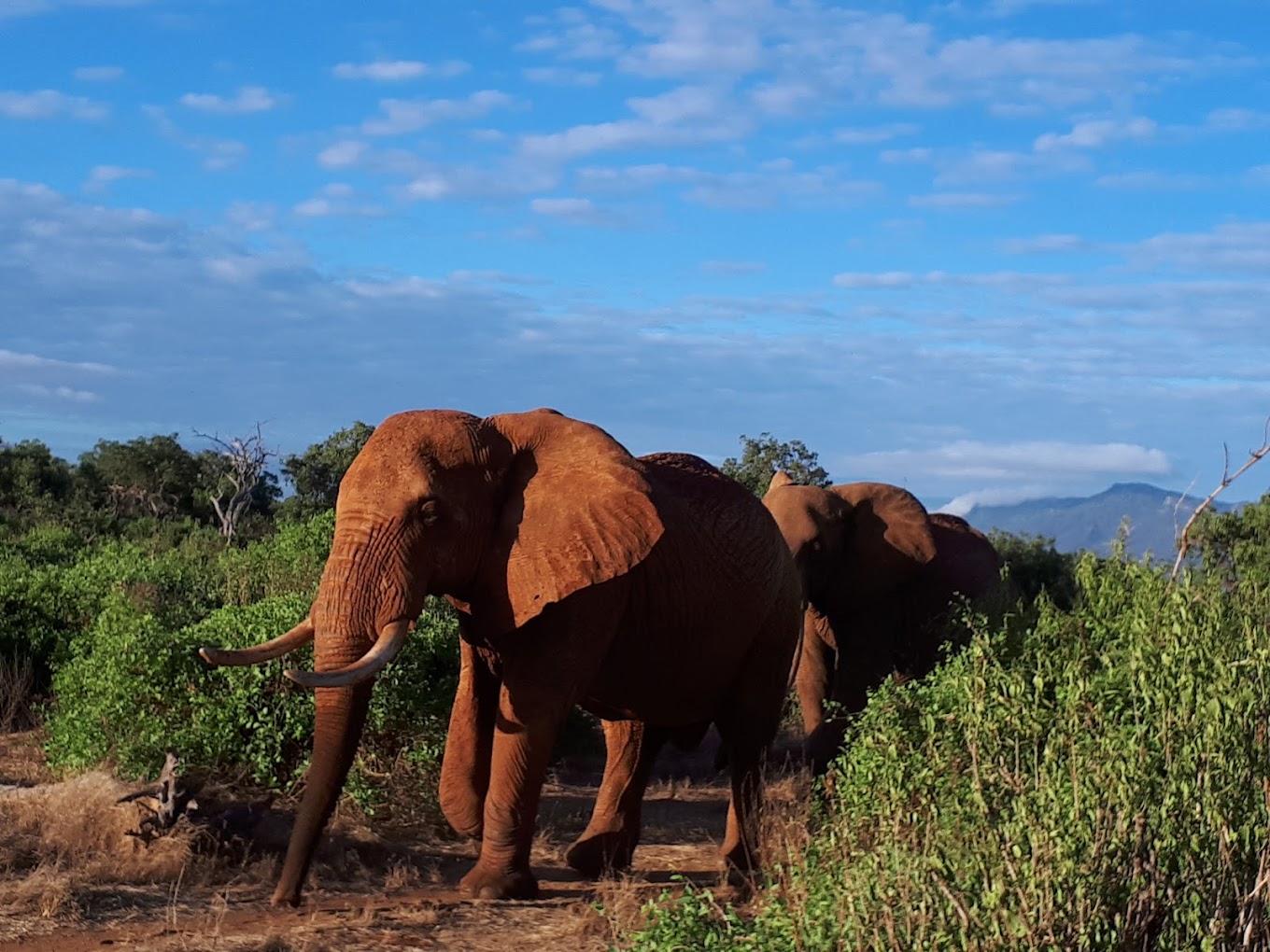 fused tours and travel