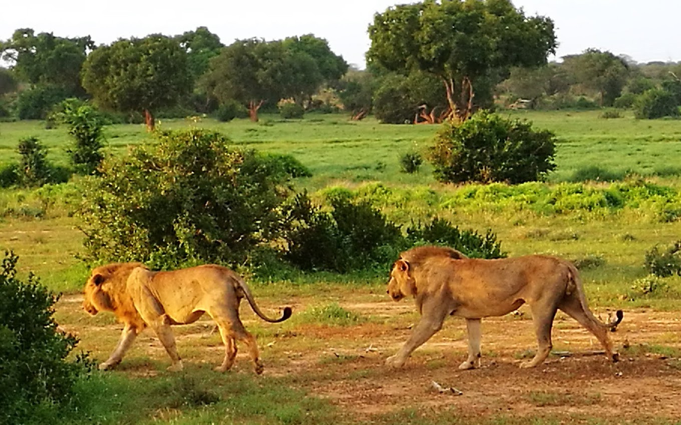 Tsavo National Parks