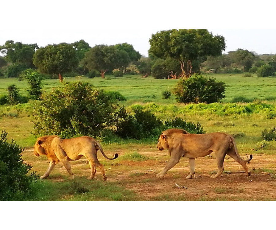 Tsavo National Park